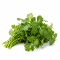 Cilantro Fresh