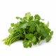 Cilantro Fresh