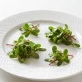 Fresh purslane herb on white background